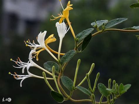 金銀花種植方法|金銀花種植技術要點及注意事項